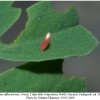 colias alfacariensis ovum2